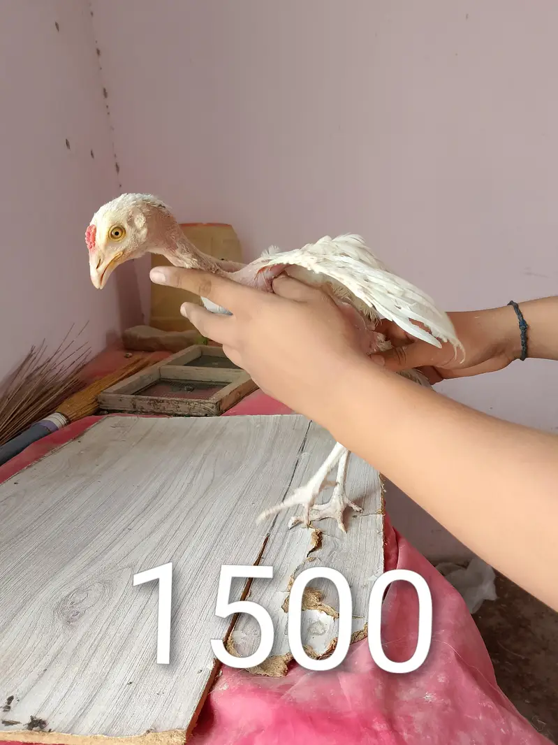 Aseel Jageeri Hens and cock — photo 4