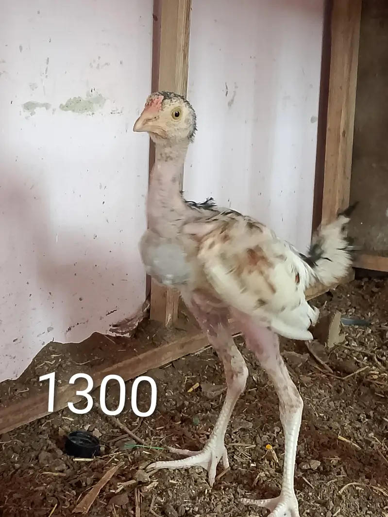 Aseel Jageeri Hens and cock — photo 5
