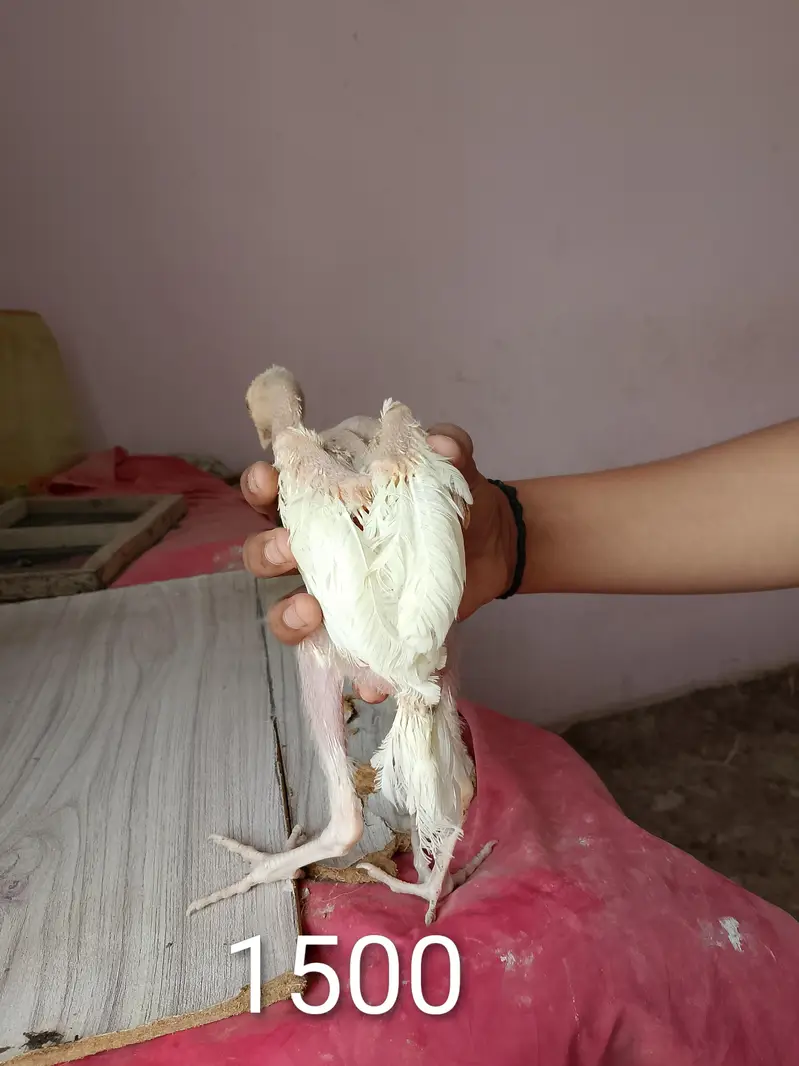 Aseel Jageeri Hens and cock — photo 6