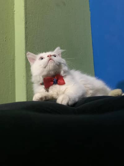 Persian Kittens Pair