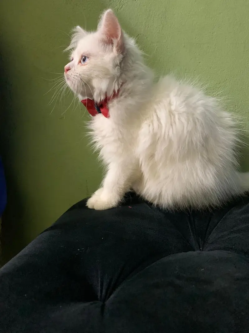 Persian Kittens Pair — photo 2