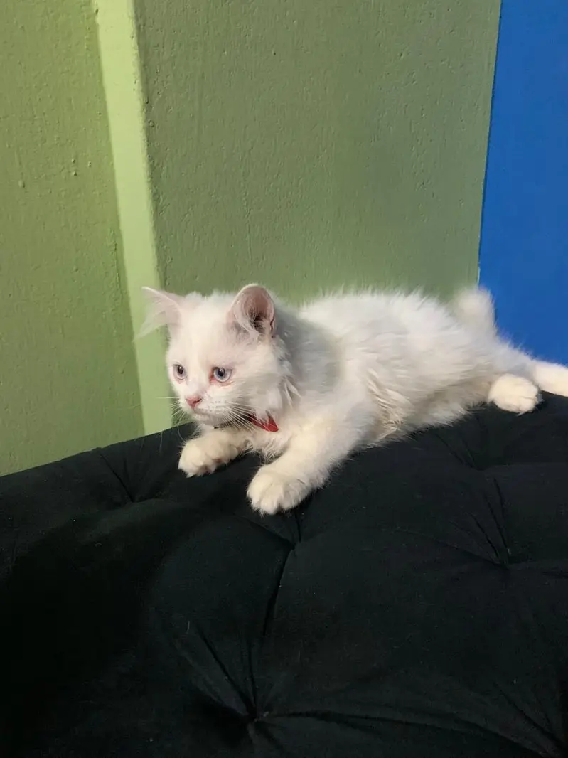 Persian Kittens Pair — photo 3