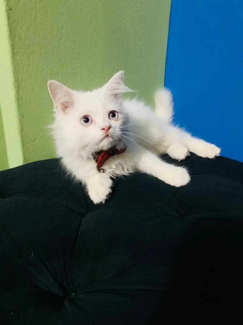 Persian Kittens Pair — photo 4