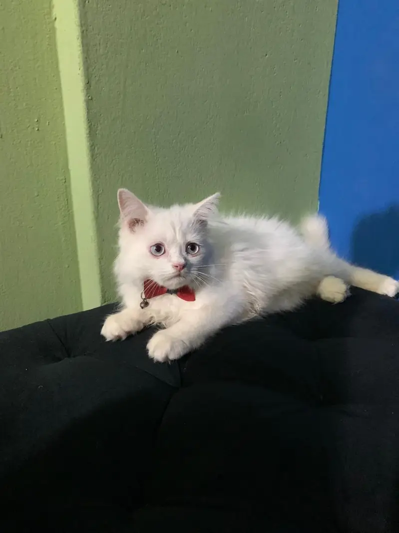 Persian Kittens Pair — photo 5