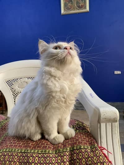Persian Kitten