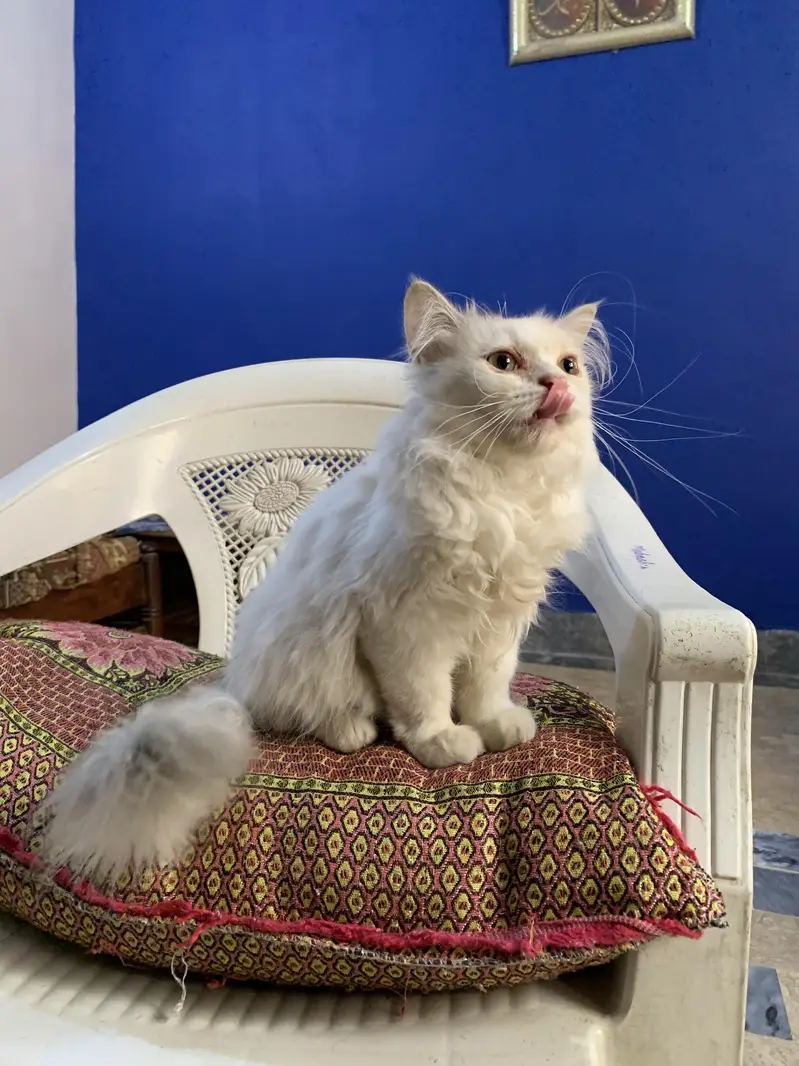 Persian Kittens Pair — photo 7