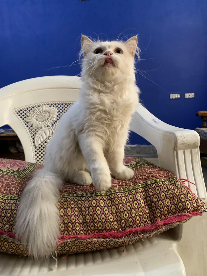 Persian Kittens Pair — photo 8