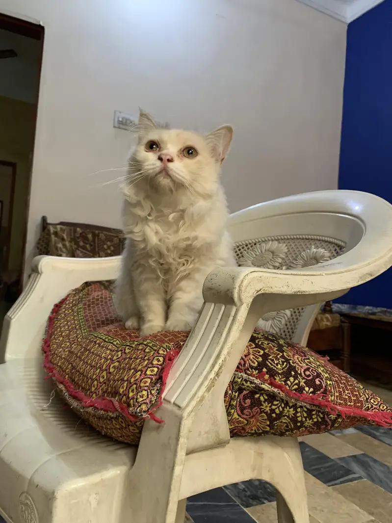 Persian Kittens Pair — photo 9