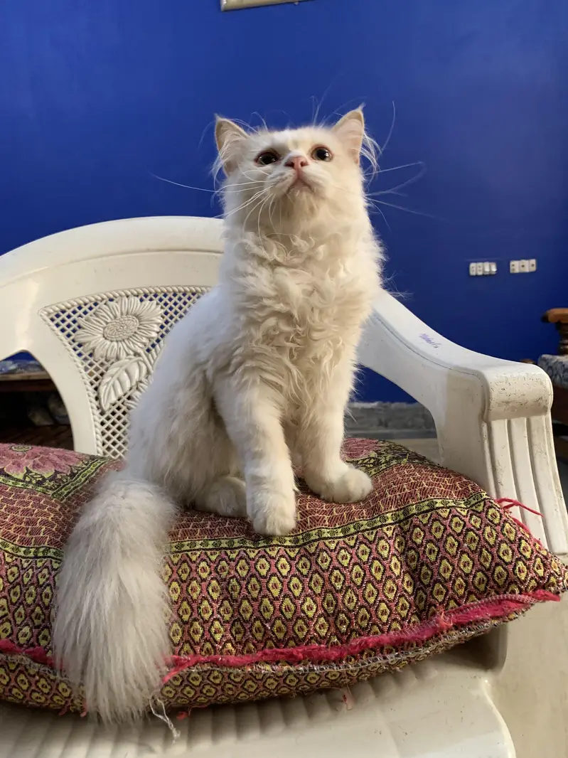 Persian Kittens Pair — photo 10