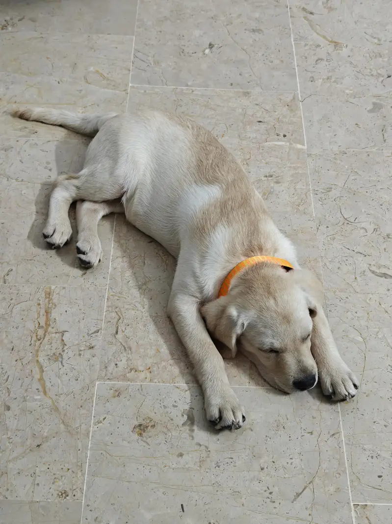 Labrador female puppy pedigree — photo 2