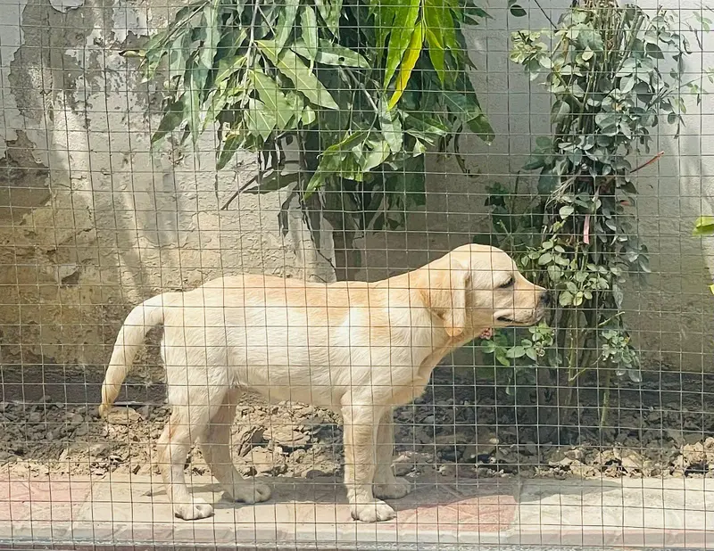 Labrador female puppy pedigree — photo 3