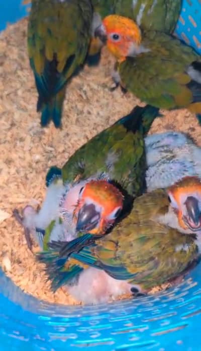 Hand Tame & Fly Tame Parrots Available | Kashmiri Pahari,Sun Conure