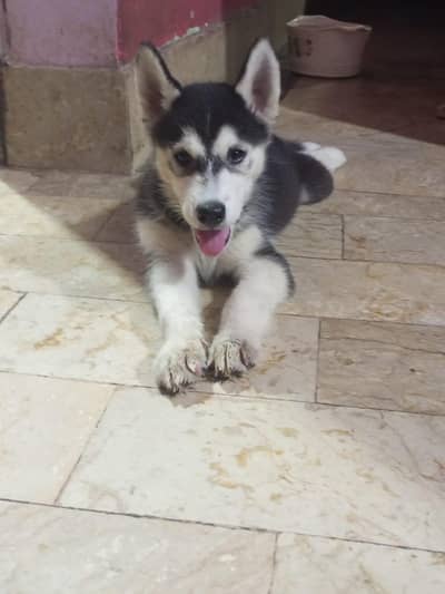 Husky puppies for sale