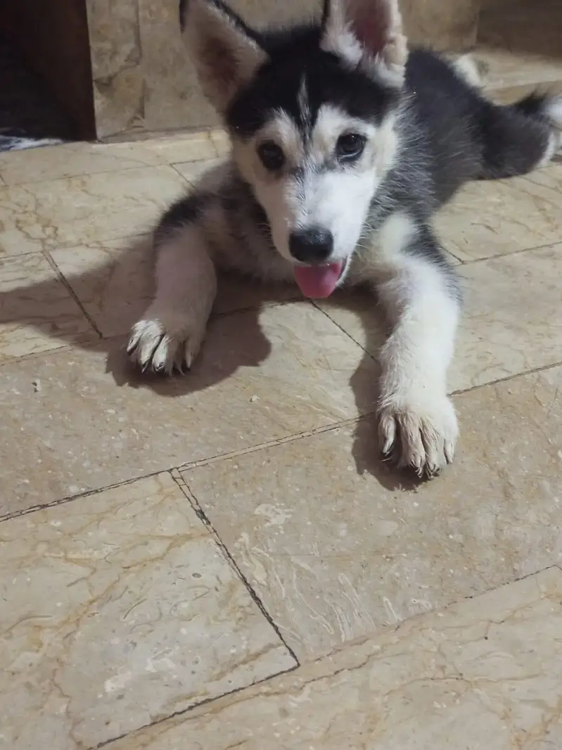 Husky puppies for sale — photo 2