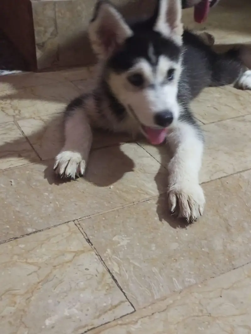 Husky puppies for sale — photo 3