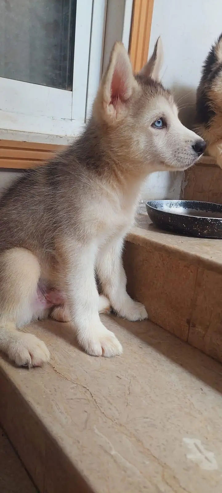 Husky puppies for sale — photo 7