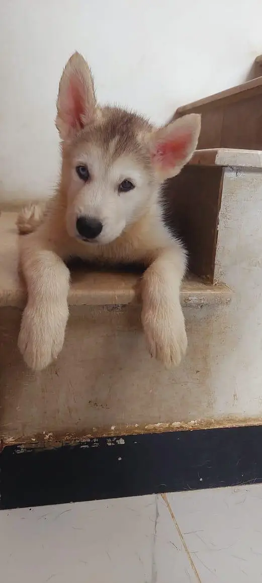 Husky puppies for sale — photo 9