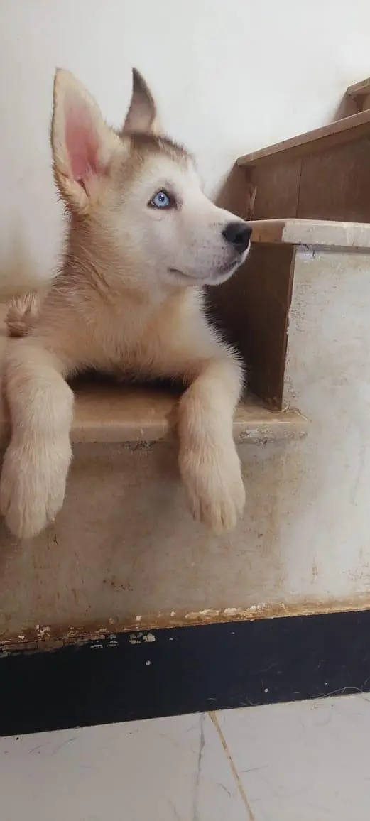 Husky puppies for sale — photo 10