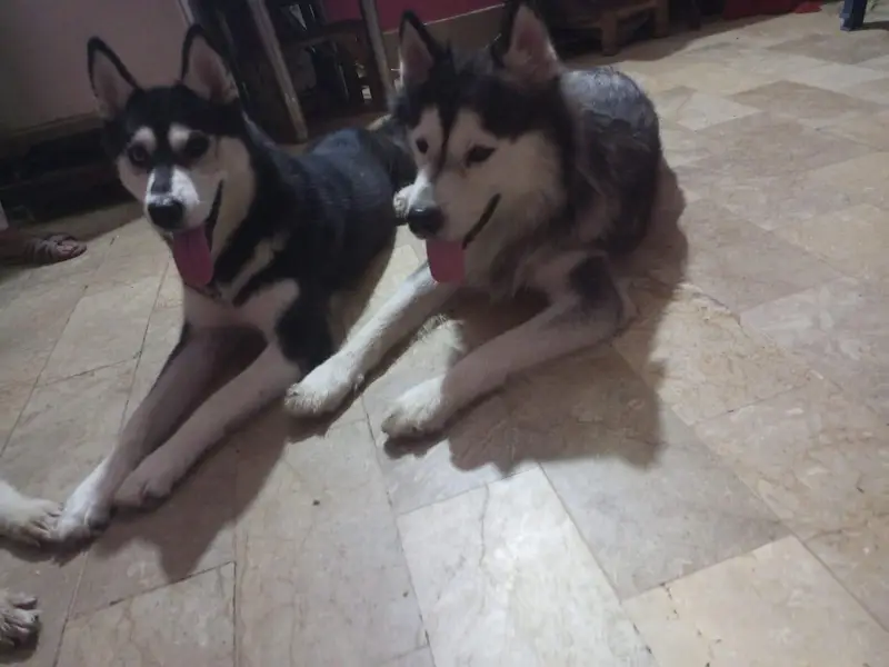 Husky puppies for sale — photo 11