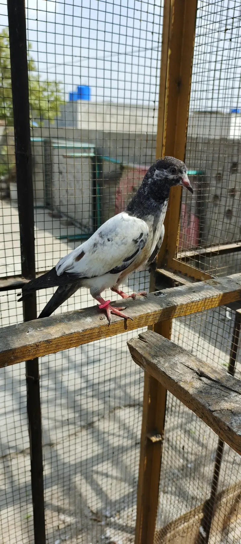 Tedey or Kamaghar Bachy hain — photo 3