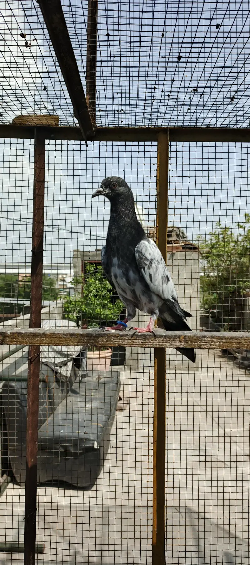 Tedey or Kamaghar Bachy hain — photo 4