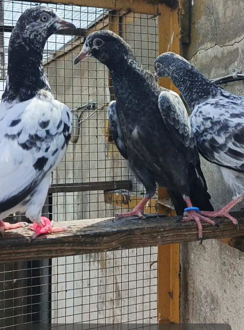 Tedey or Kamaghar Bachy hain — photo 6