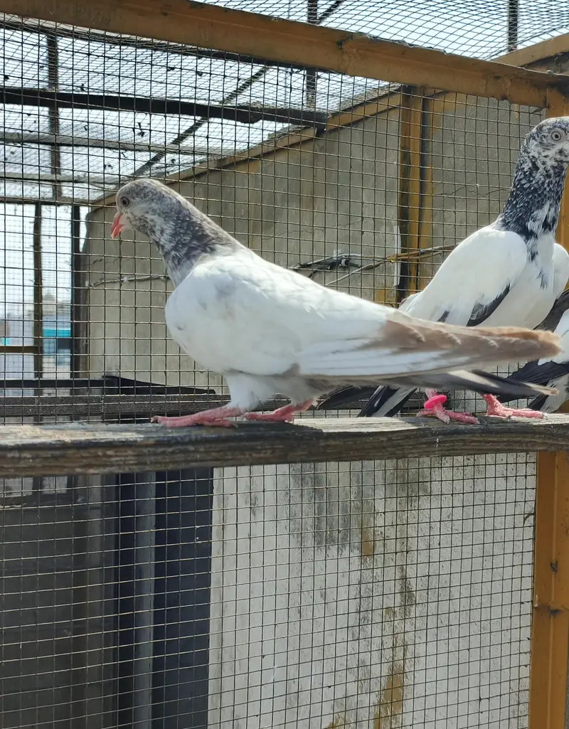 Tedey or Kamaghar Bachy hain — photo 7