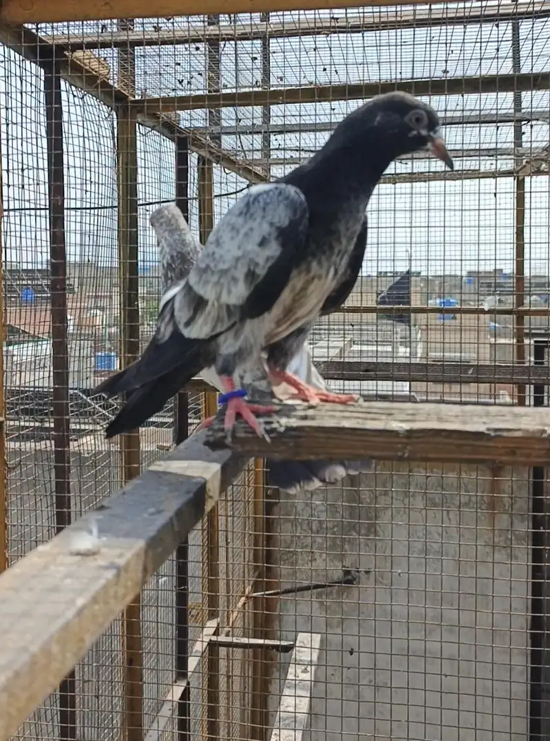 Tedey or Kamaghar Bachy hain — photo 8