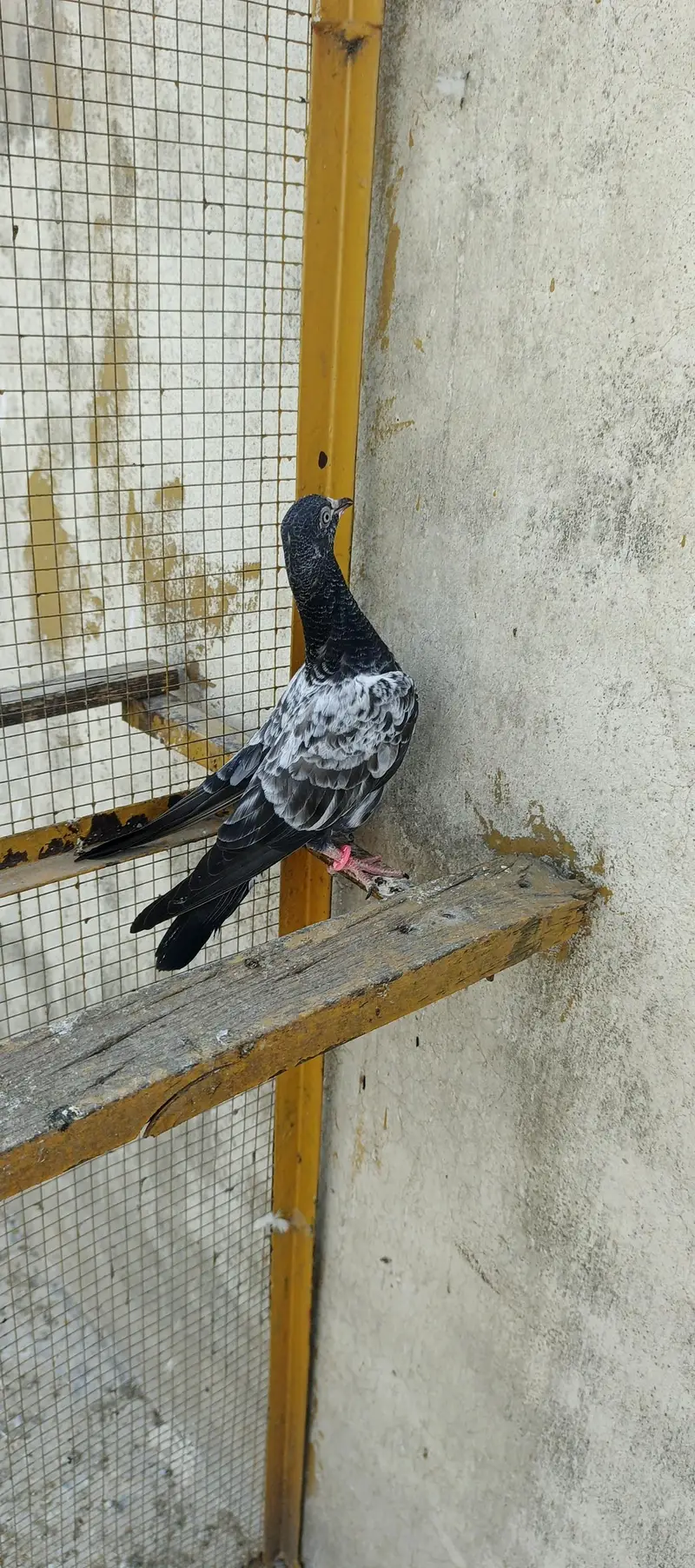 Tedey or Kamaghar Bachy hain — photo 9