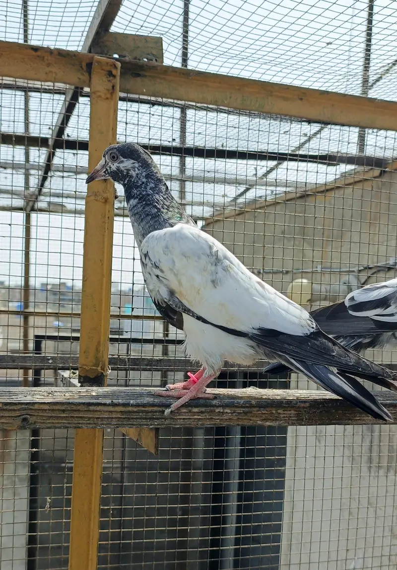 Tedey or Kamaghar Bachy hain — photo 10