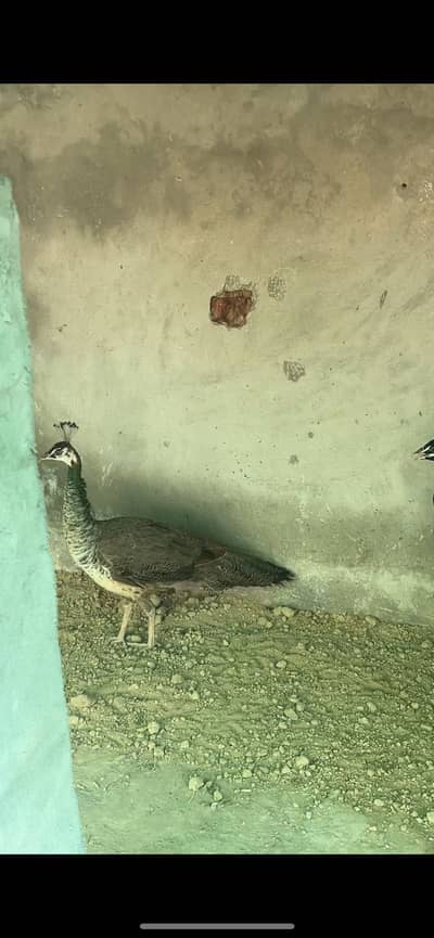 Healthy active 2 peahens breeder