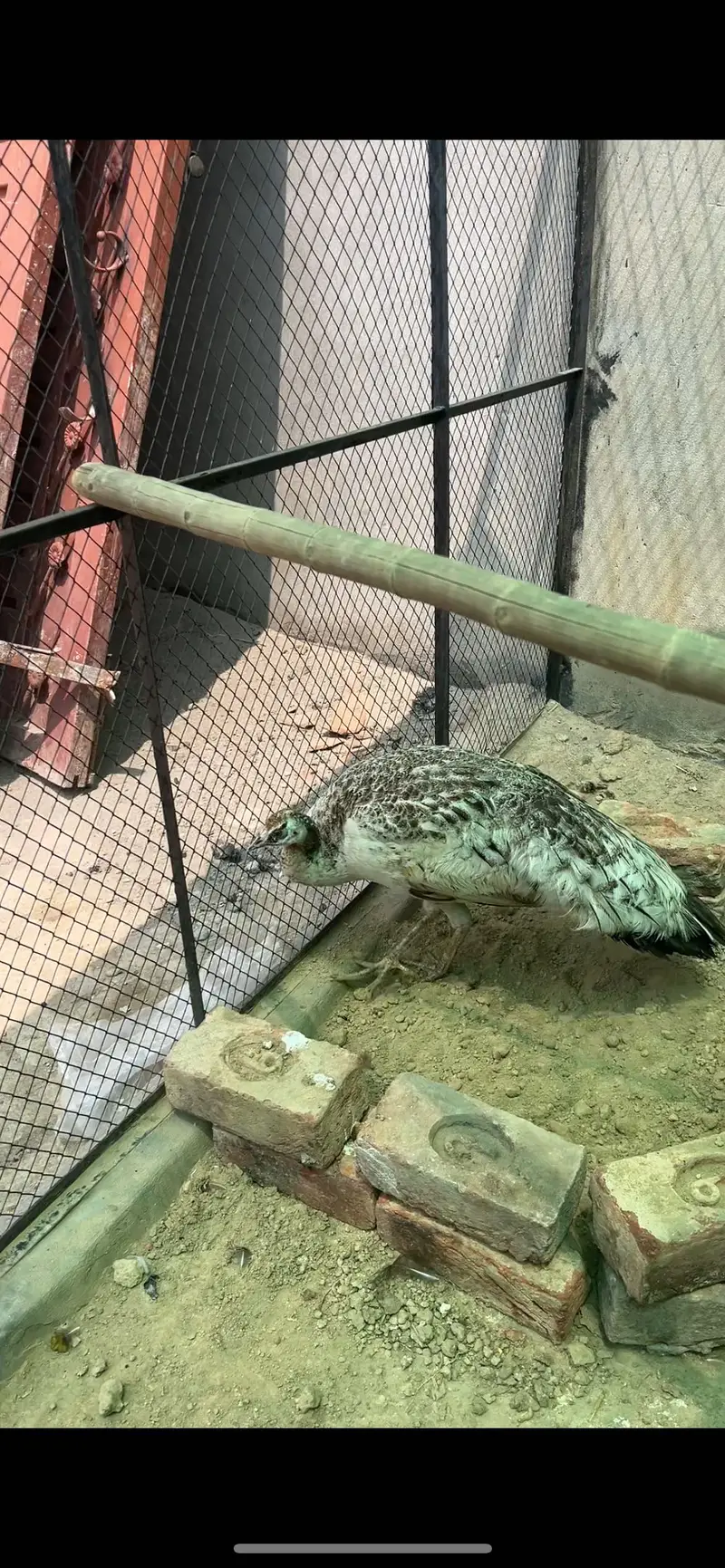 Healthy active 2 peahens breeder — photo 2