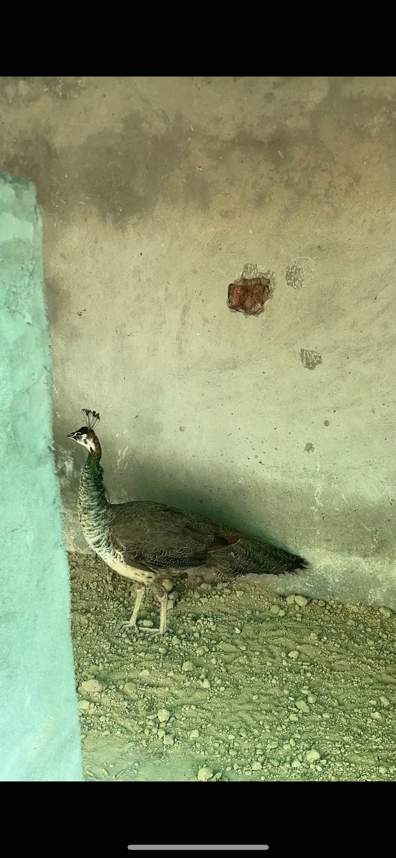 Healthy active 2 peahens breeder — photo 3