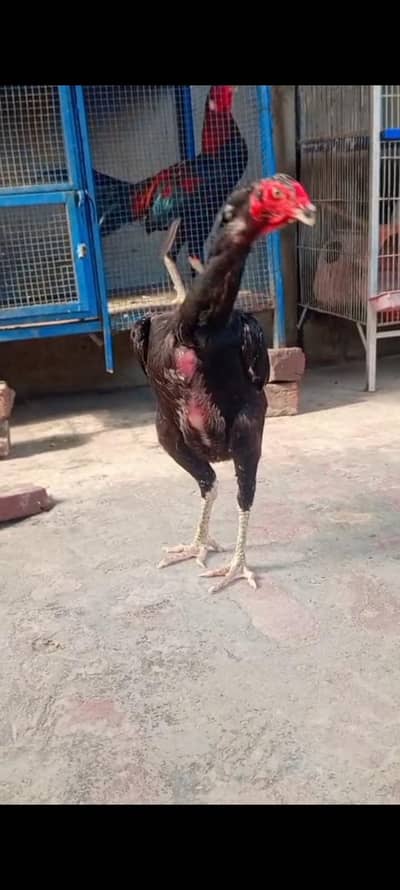 king size/shamo /high quality/white shamo/pure aseel shamo chicks