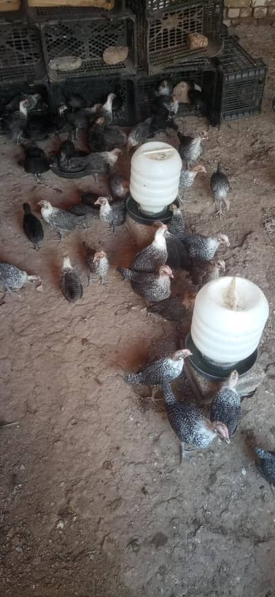 feyoumi| black australorp | CHICKS  | Egyptian Fayoumi | 50 DAYS