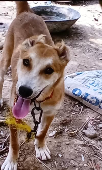 good dog