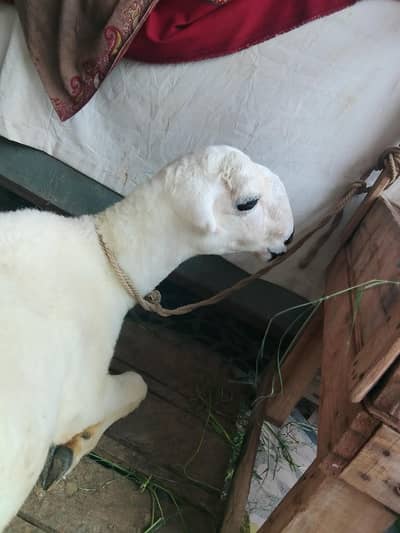 Mundri sheep 2 dant m Ready to deliver 03021736828