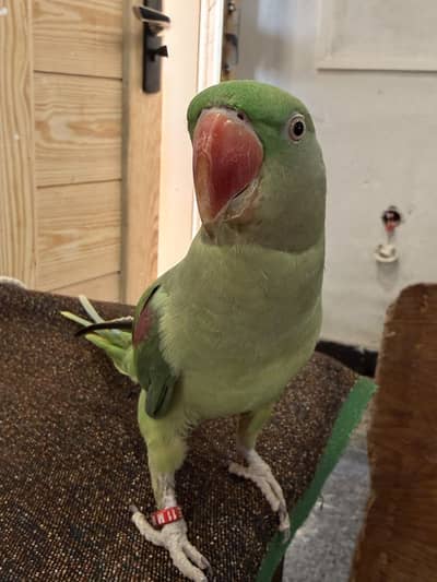 Raw Parrot
