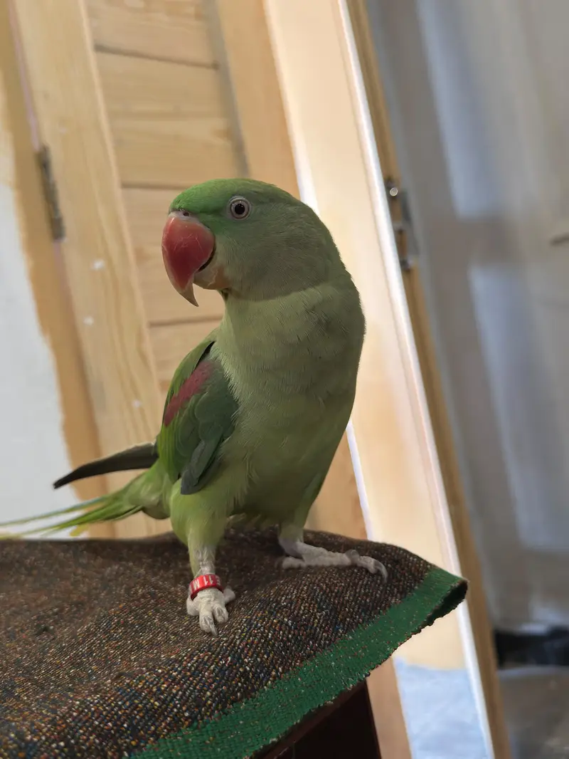 Raw Parrot — photo 2
