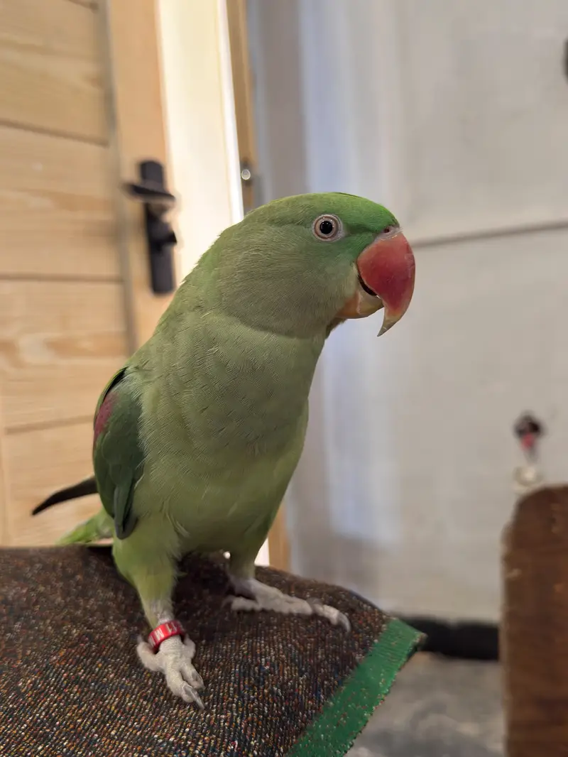 Raw Parrot — photo 3