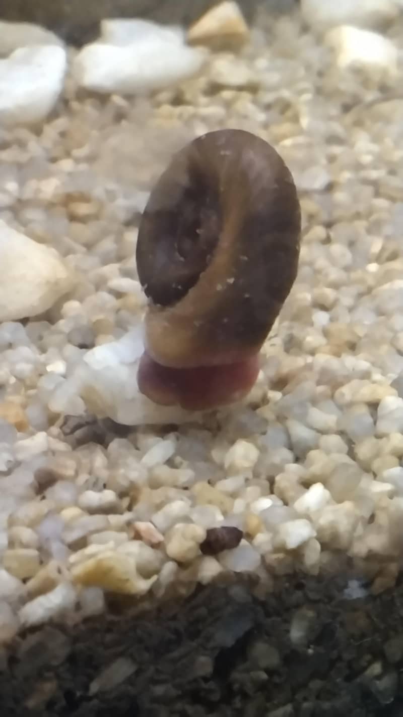 ramshorn snails 1
