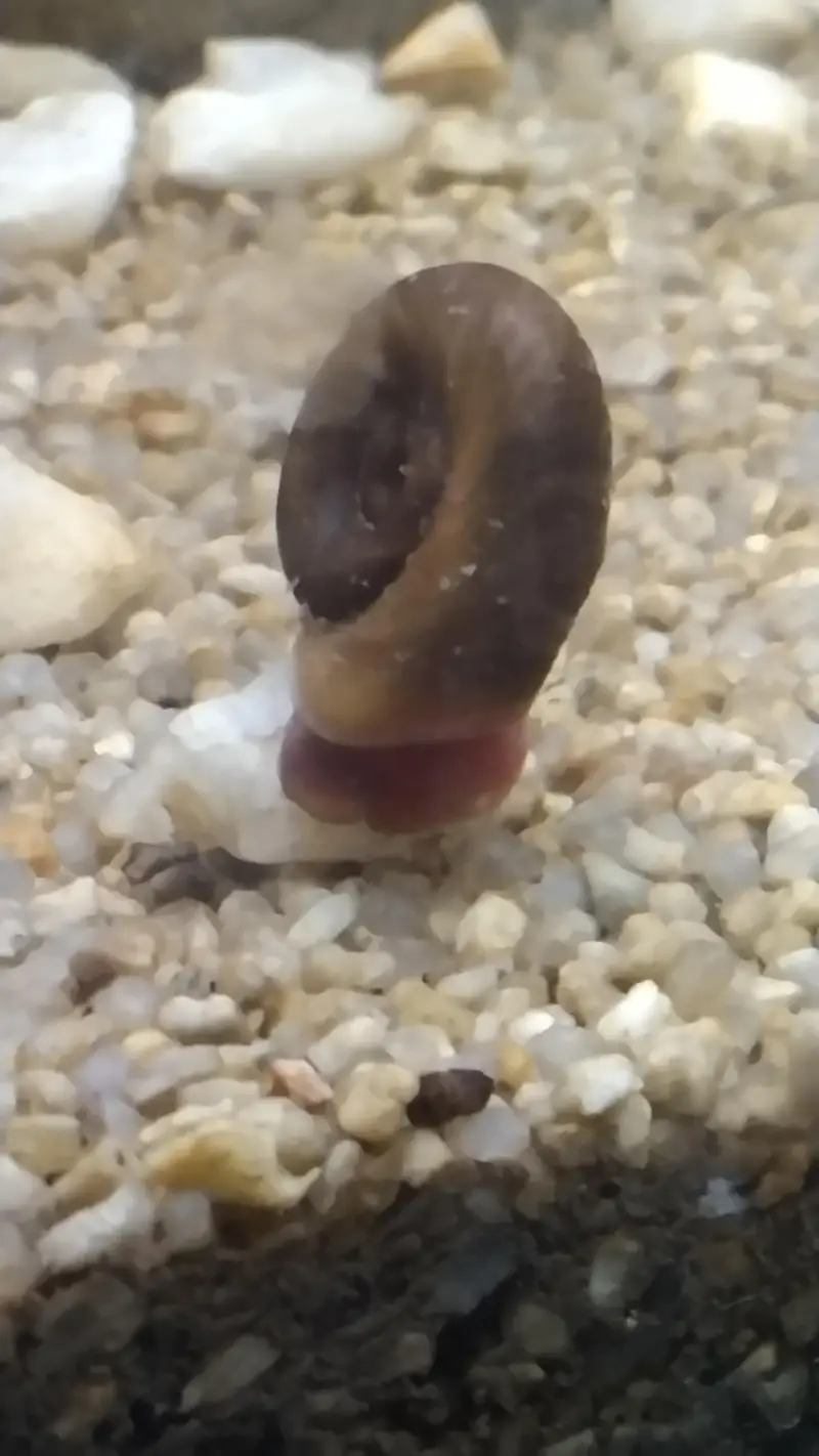 ramshorn snails — photo 2