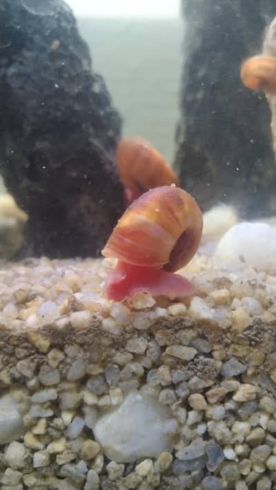 ramshorn snails