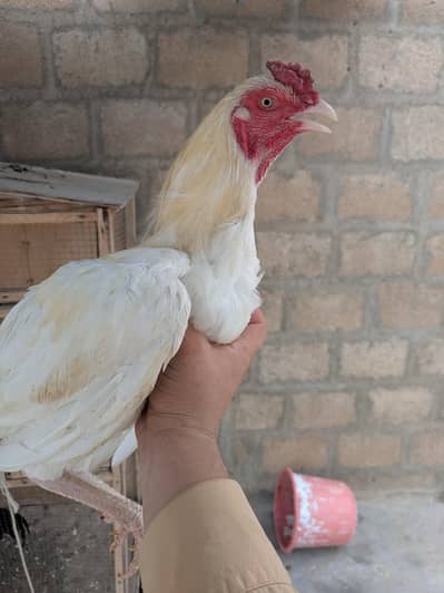 Aseel heera