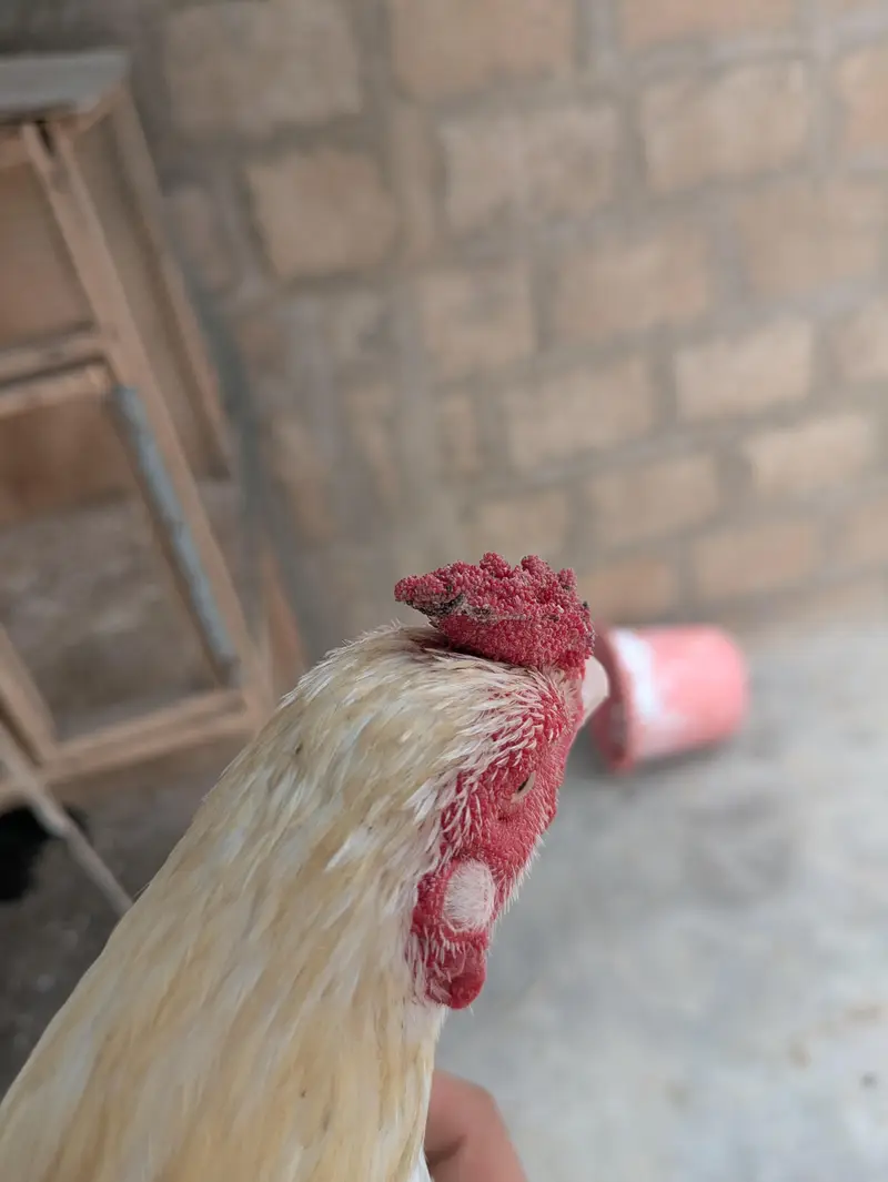 Aseel heera — photo 3
