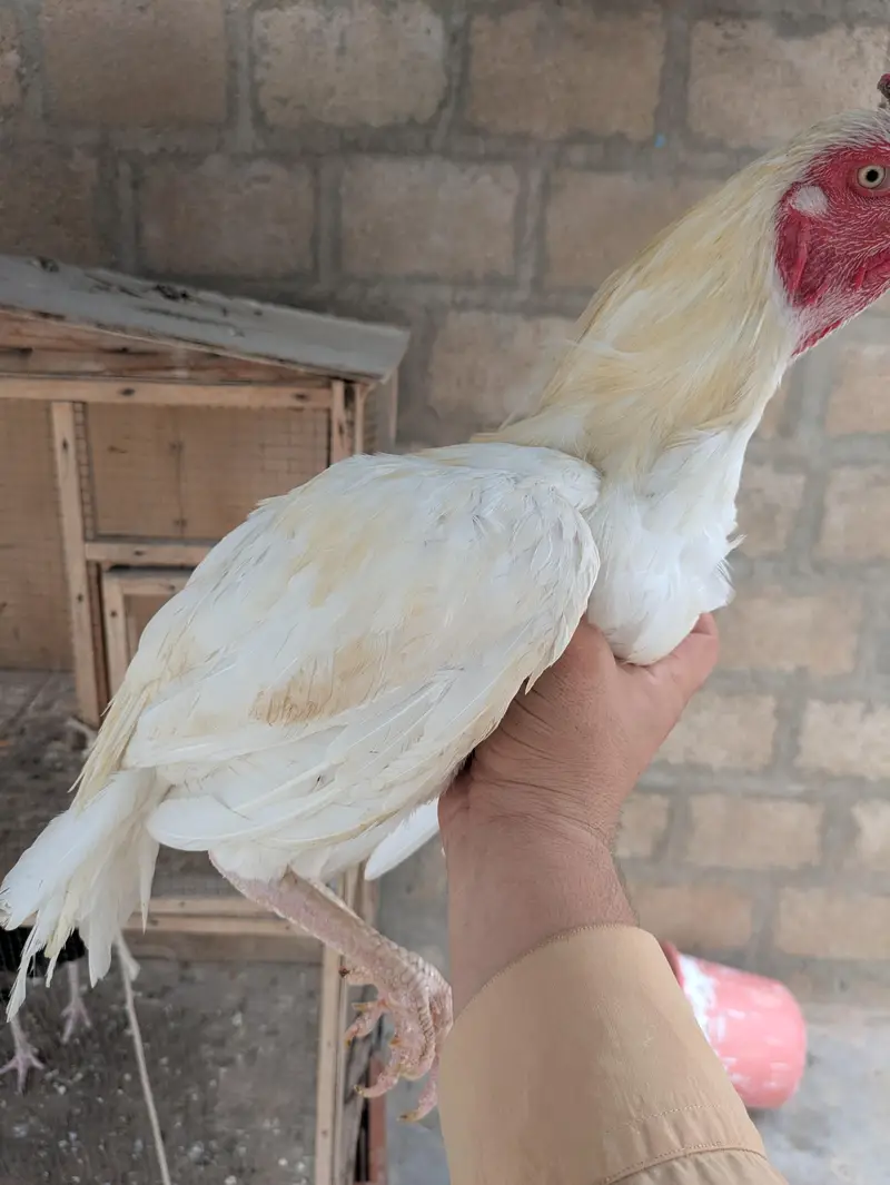 Aseel heera — photo 4