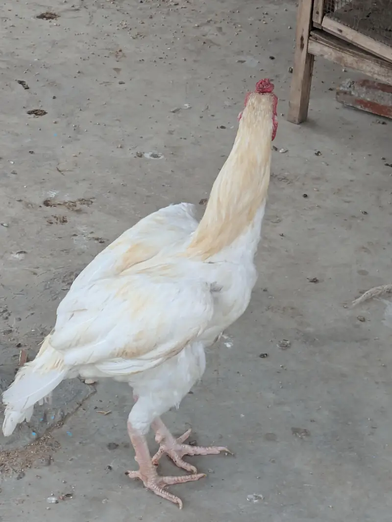 Aseel heera — photo 6