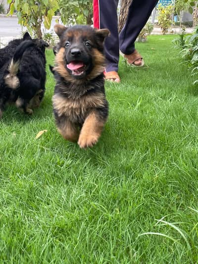 GSD puppies 1 month old