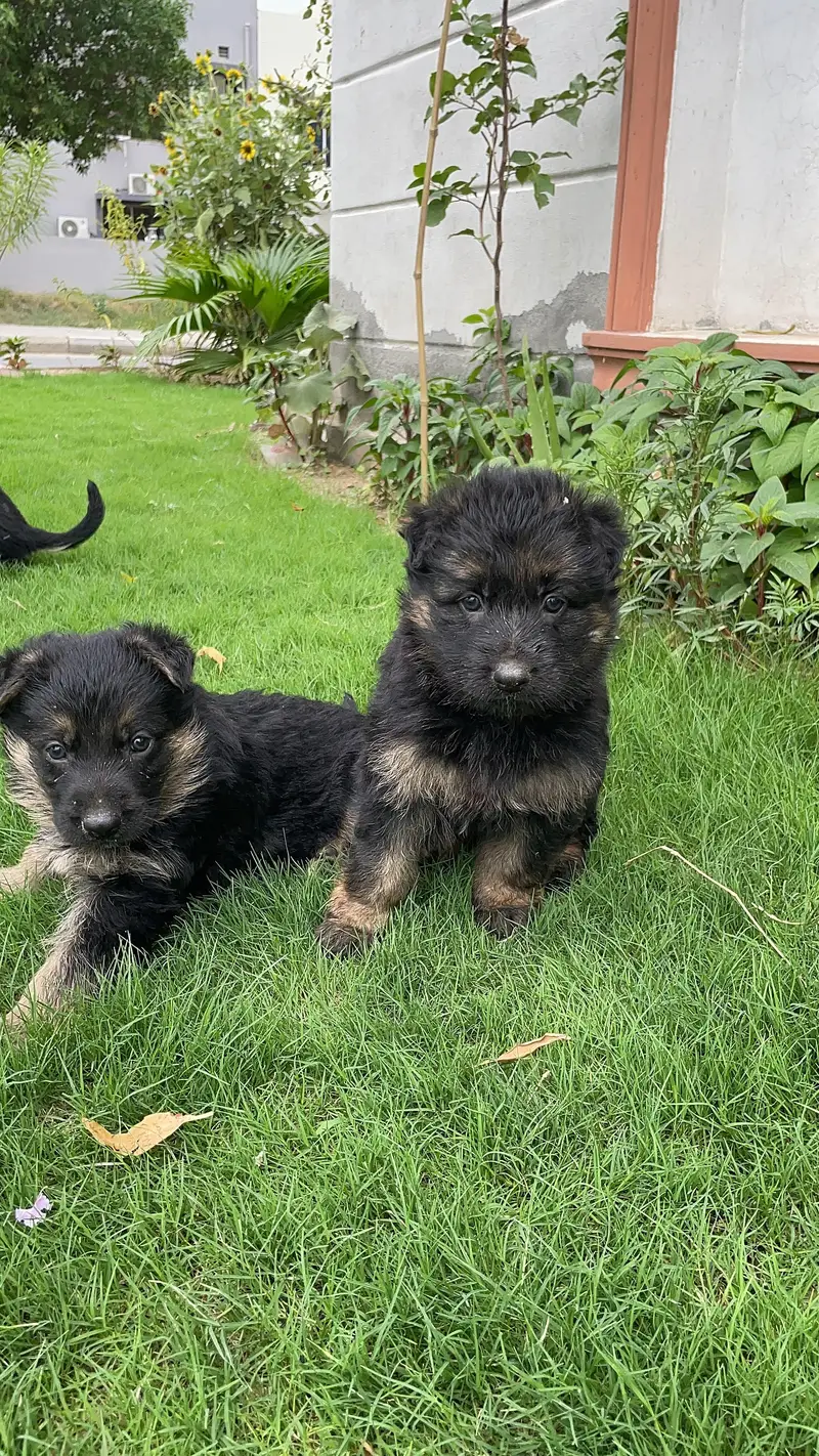 GSD puppies 1 month old — photo 2