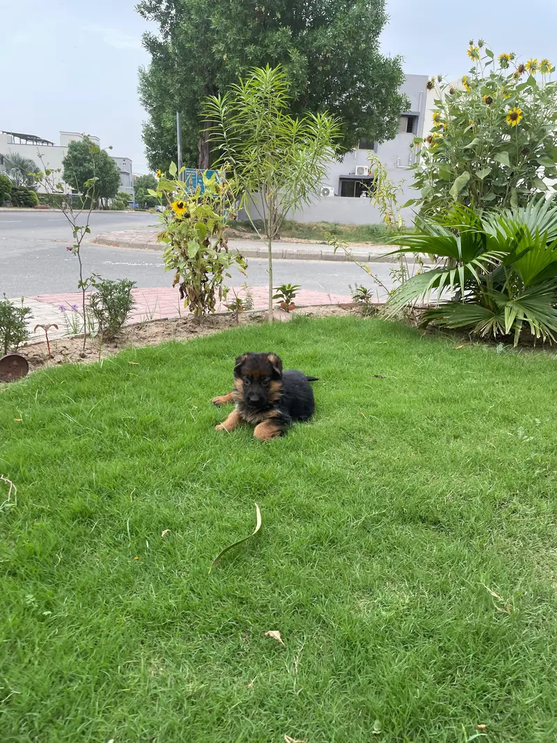 GSD puppies 1 month old — photo 3